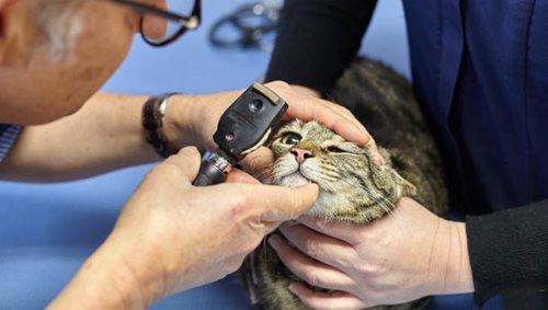Ophtalmologie - Clinique veterinaire du Lion d'Or