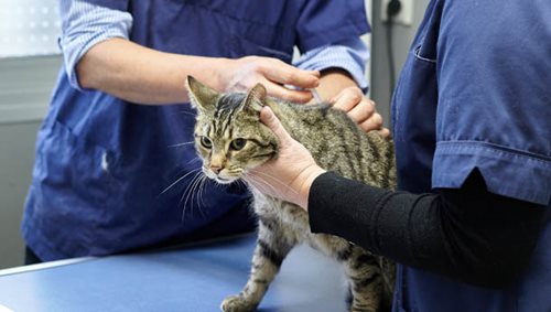 Gestion de la douleur, chat - Clinique veterinaire du Lion d'Or