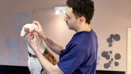 Consultation de medecine - Clinique veterinaire du Lion d'or