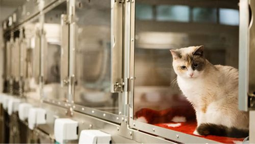Hospitalisation, chenil et catterie - Clinique veterinaire du Lion d'or
