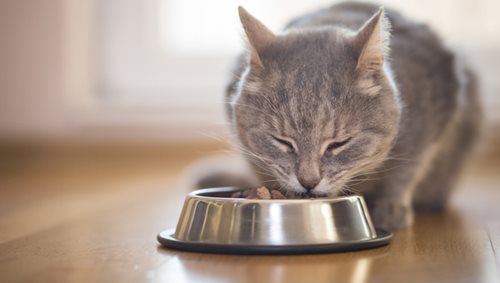 Alimentation chat & chiens - Clinique veterinaire du Lion d'or