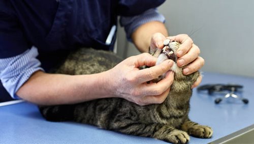 Dentisterie, chat - Clinique veterinaire du Lion d'or