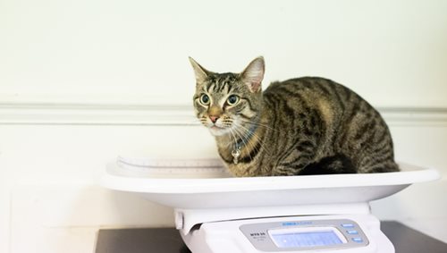 Balance, chat - Clinique veterinaire du Lion d'or