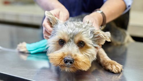Imagerie, petit chien - Clinique veterinaire du Lion d'or