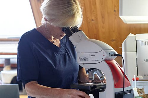 Laboratoire, microscope - Clinique veterinaire du Lion d'Or
