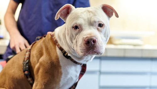 Comportement, chien blanc - Clinique veterinaire du Lion d'or